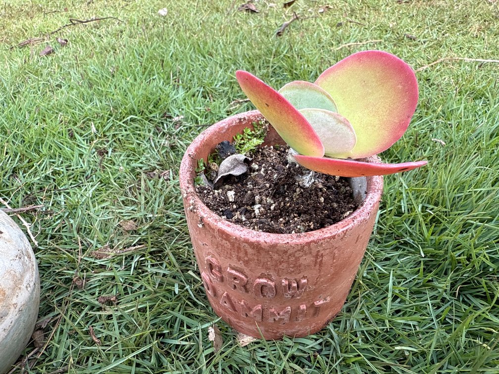 Succulent in local artist pot succulents 