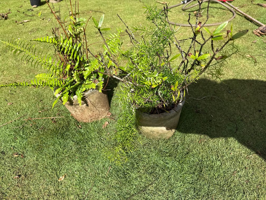 Fern and random plants in concrete pots 