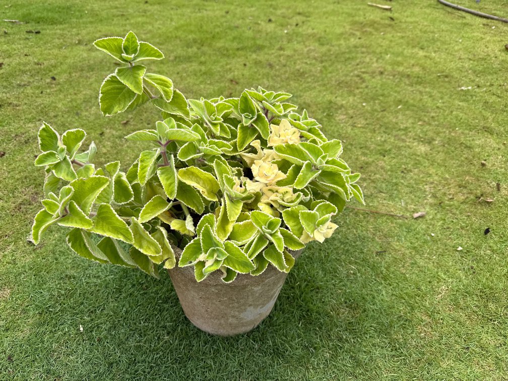 Cuban Oregano in 10” concrete pot 