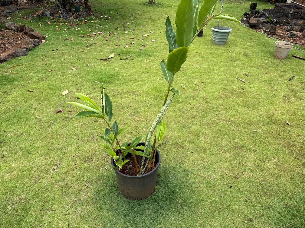 Red Torch ginger and snake plant in 5gal pot 