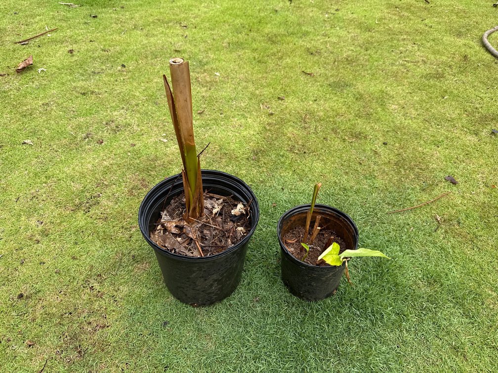 Shell ginger starter and unknown ginger 