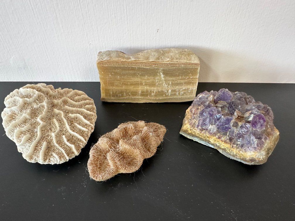 Collection of Coral, Stone and Crystal Specimens