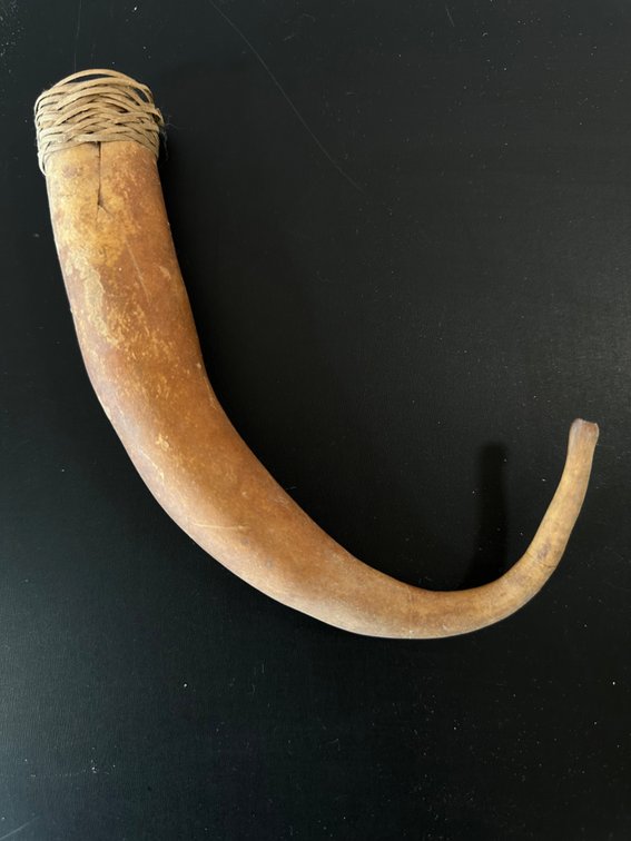 Traditional New Guinea Phallocrypt (Koteka) – Tribal Gourd Sheath