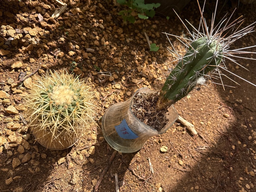 2 cacti