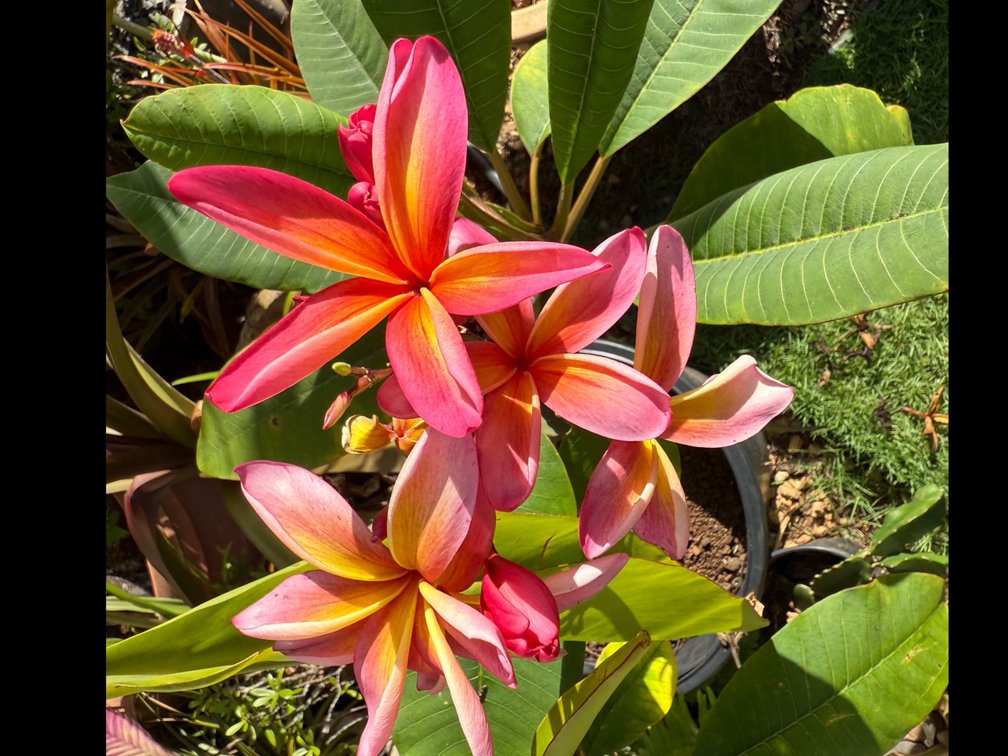 Plumeria in large plastic pot 