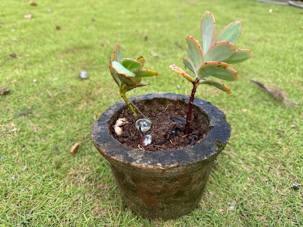 Succulents in small concrete pot 