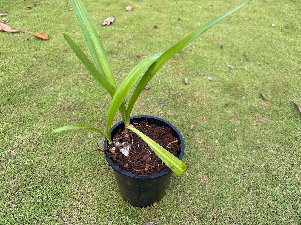 2 spider lily 