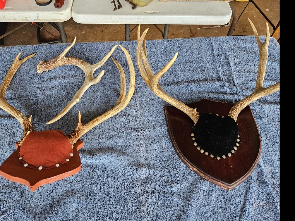 Mounted Deer Antlers