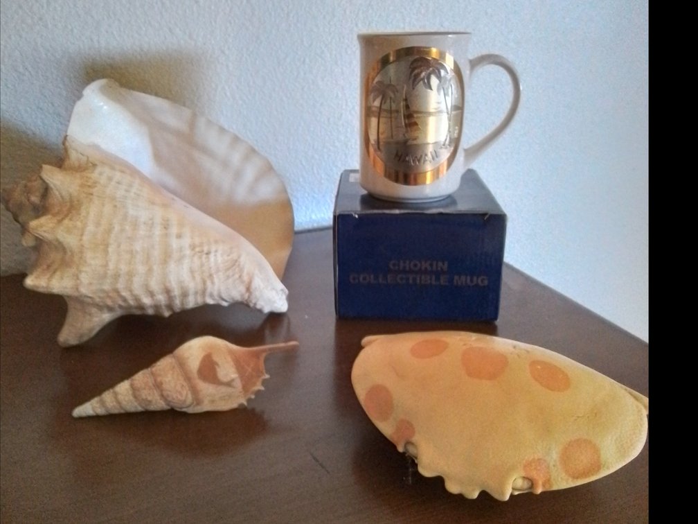 CONCH SHELL-- ol'7/11 spot shell crab--coffee mug