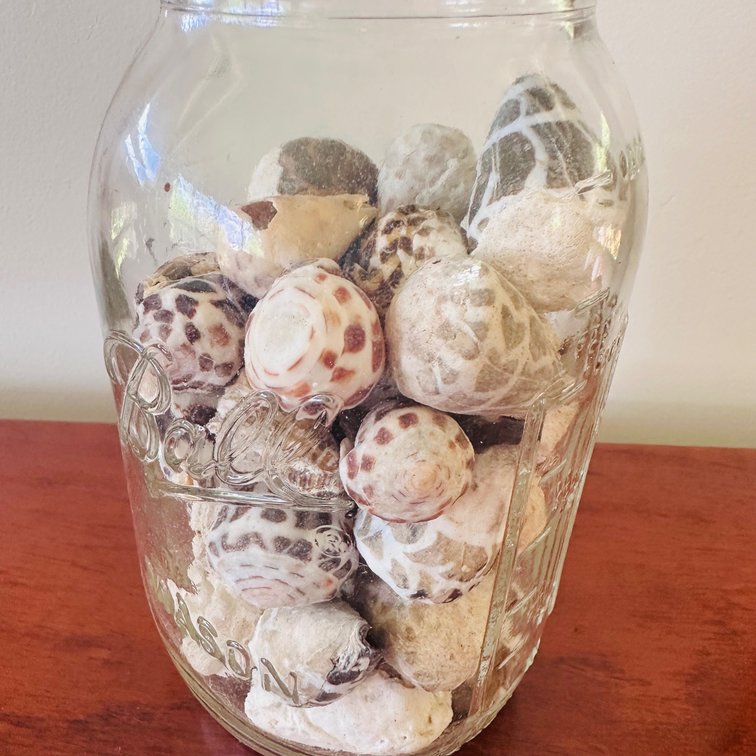 Mason jar full of hebrew cone shells