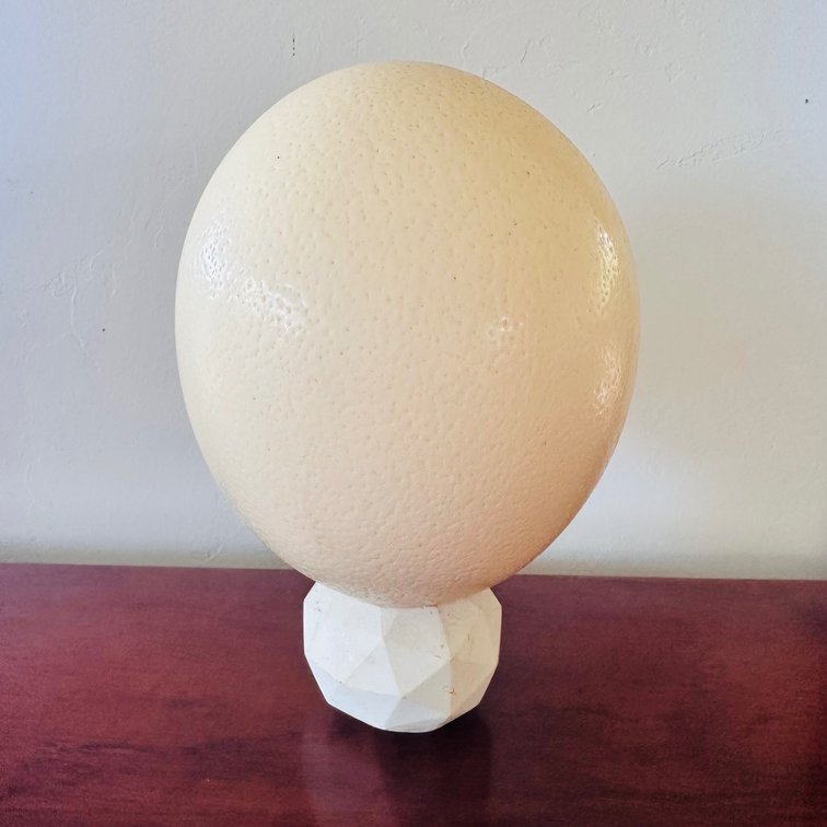 Real Ostrich Egg 7” tall - Very thick shell