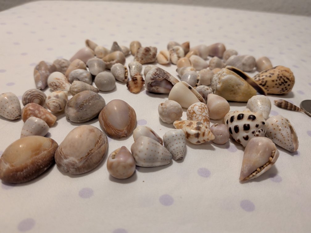 Seashells
