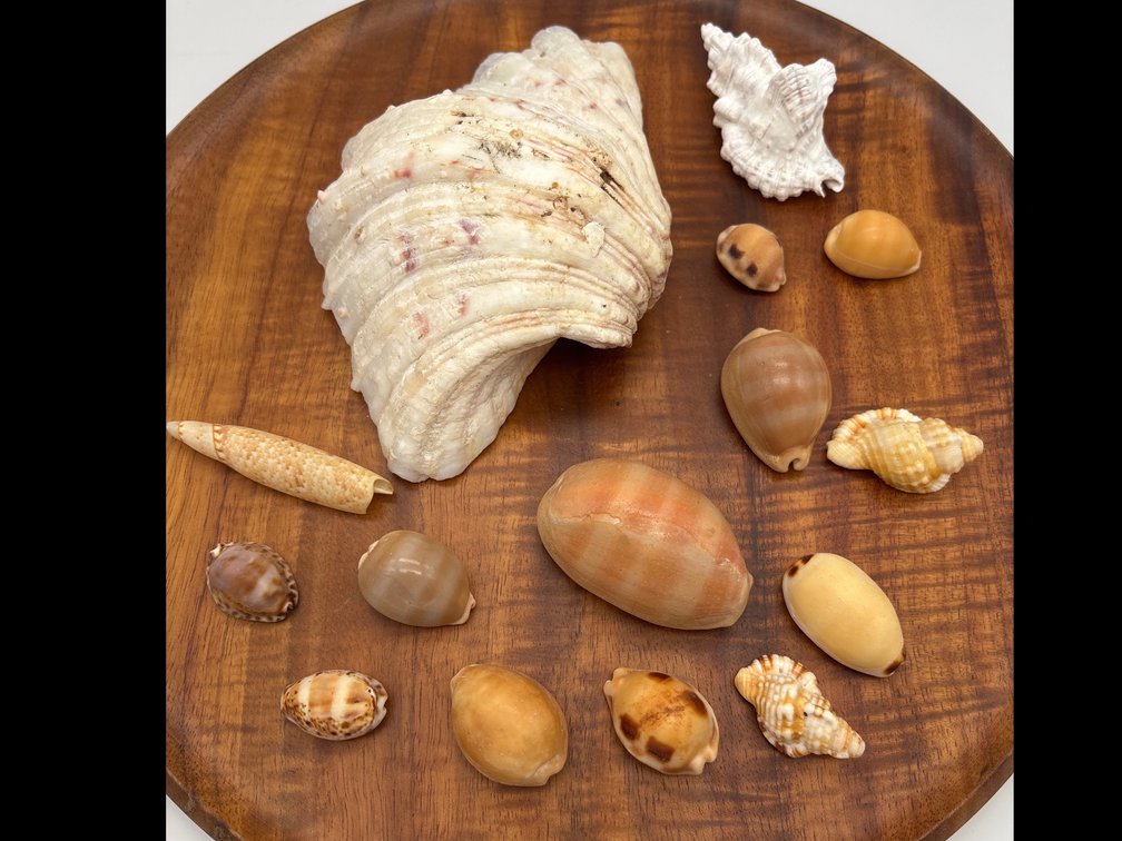 Seashell Collection
