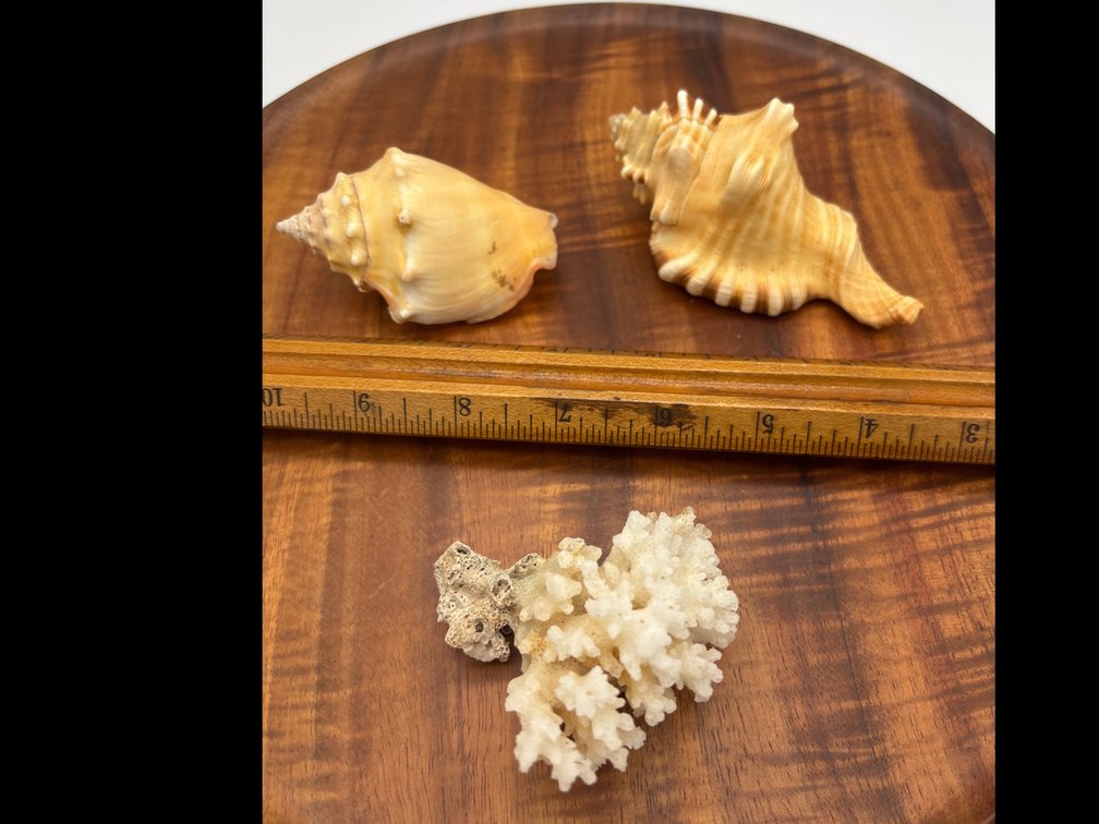 Seashells and Coral