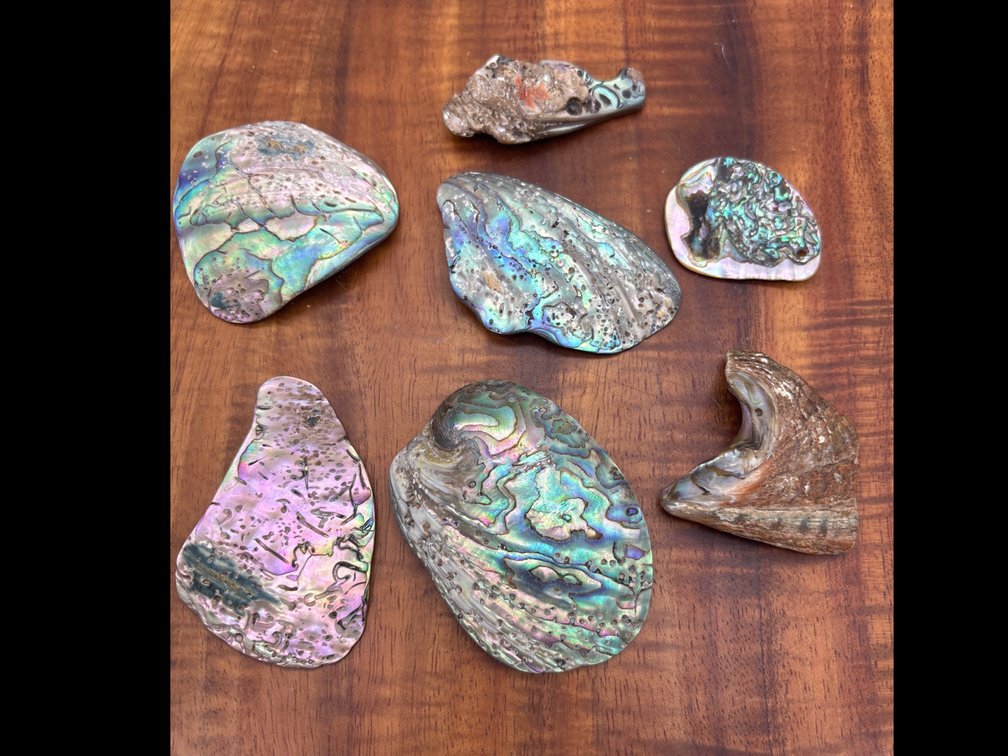 Abalone Shell Pieces 