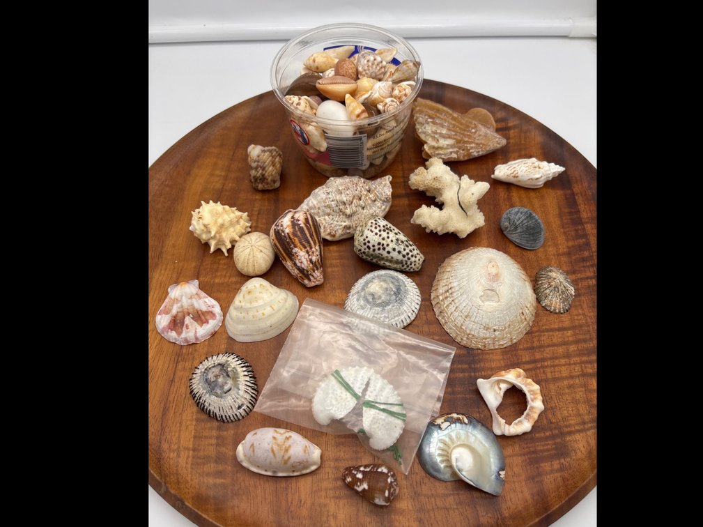 Collection of Shells and Beach Finds