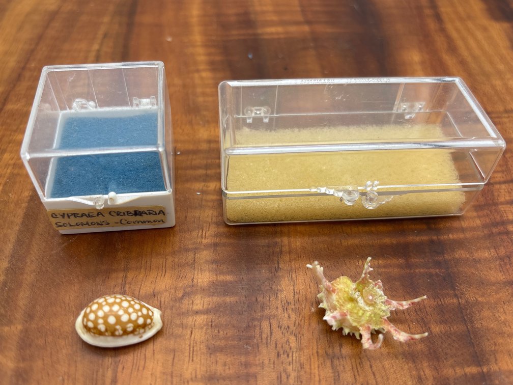 2 Shells in Cases Colllectible