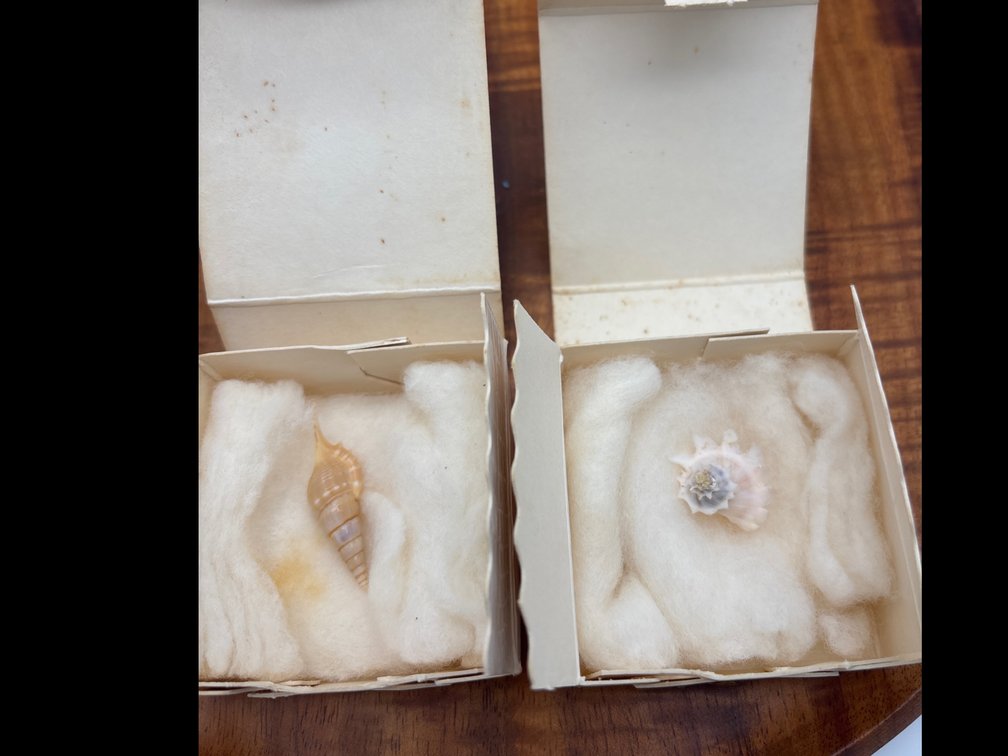 2 Collectible Shells