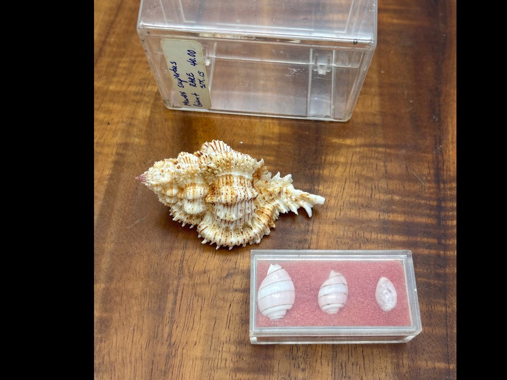 Giant Murex Superbus Shell and 3 Hawaiian Shells