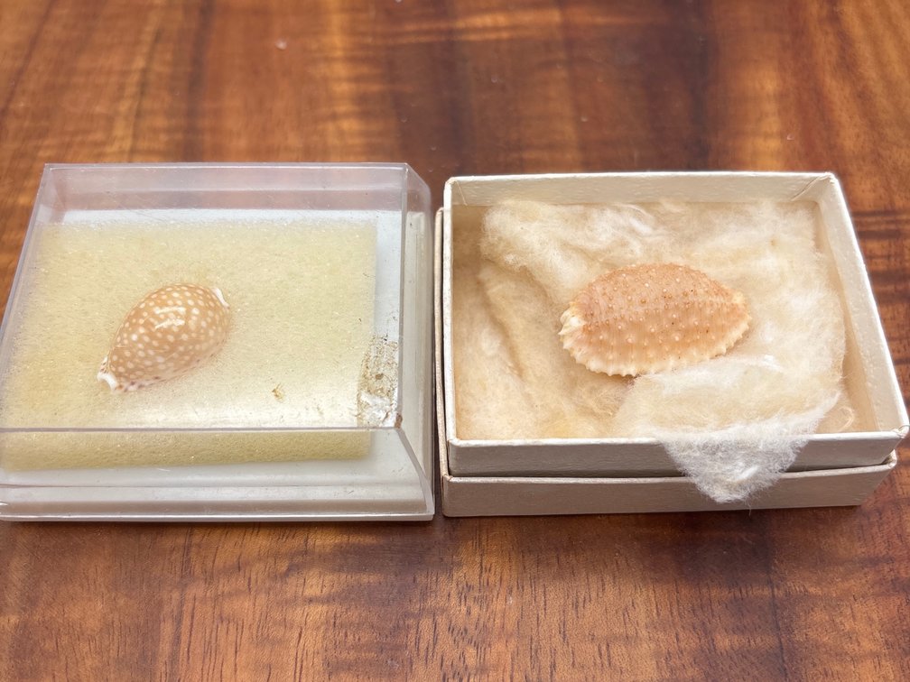 2 Collectible Shells