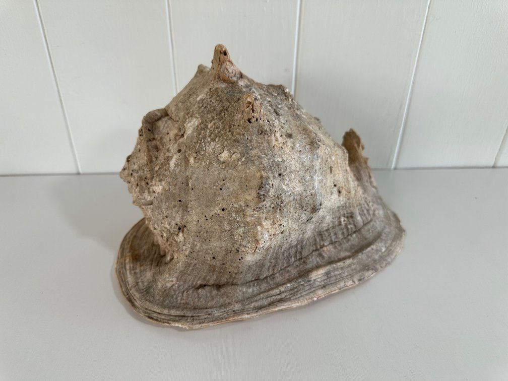 Large Natural Conch Shell