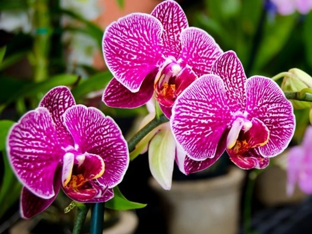 $50 Gift Certificate at Orchid Alley