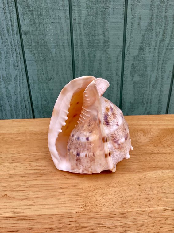 Cassis Cornuta Seashell