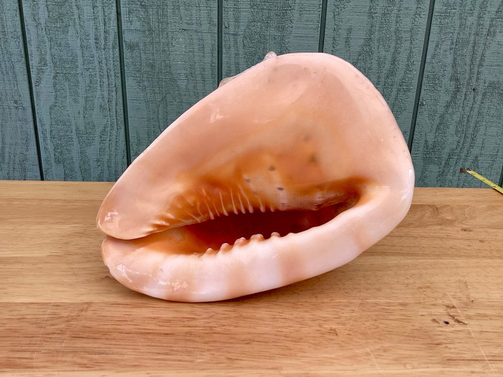 Larger Cassis Cornita Seashell