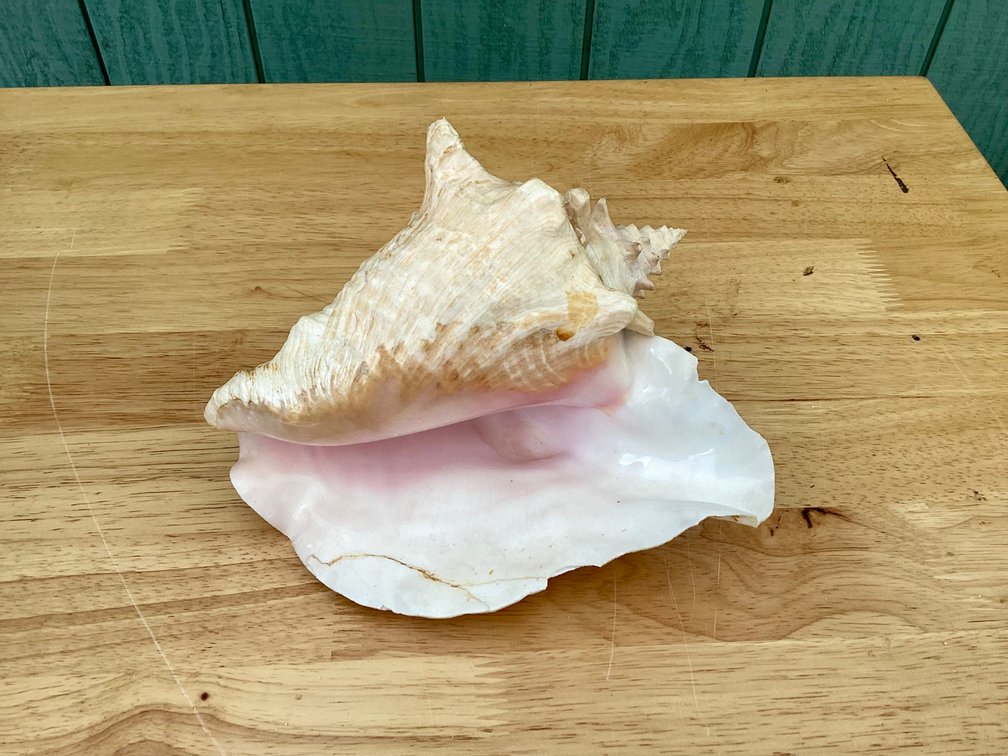 Queen Conch Shell