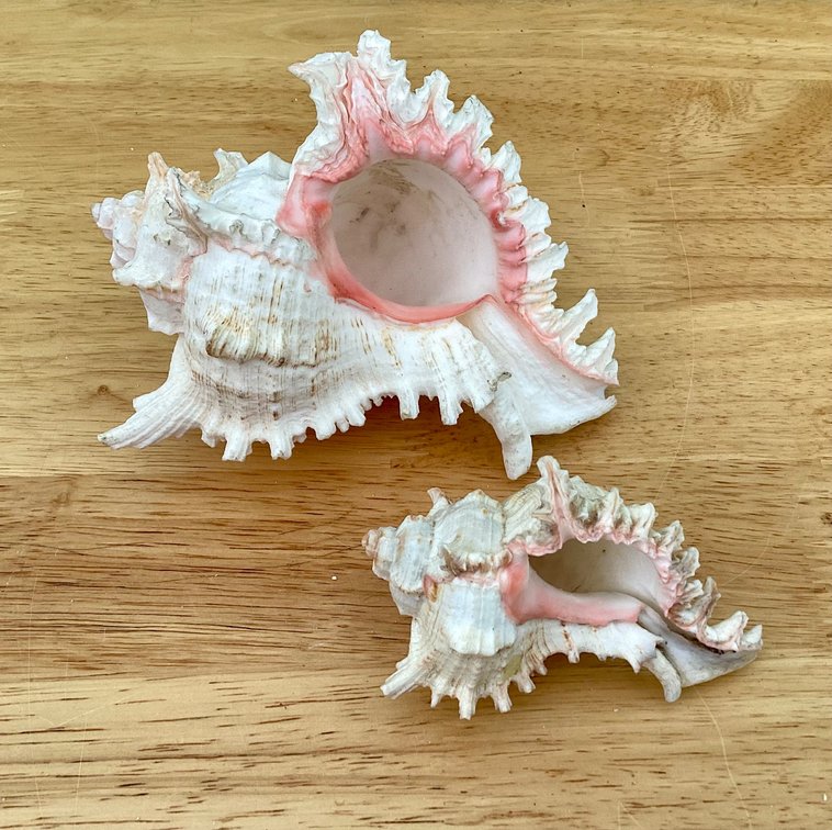 Two Pink Murex Shells