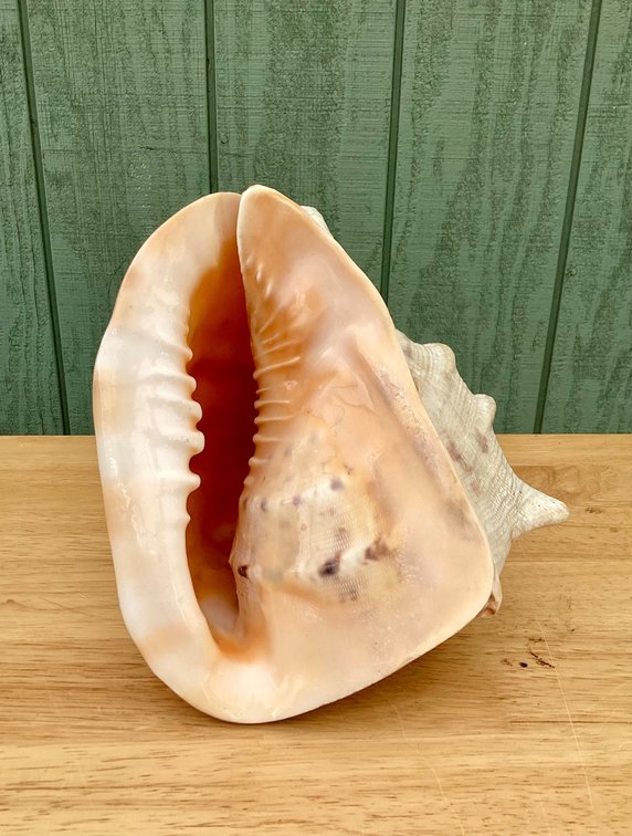 Large cassis Cornuta Seashell
