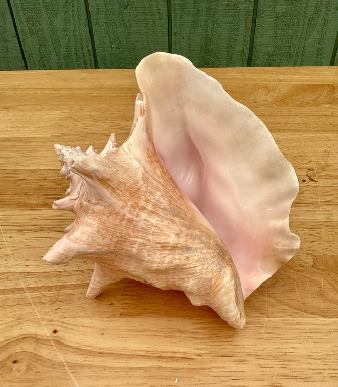 Queen Conch Shell -2