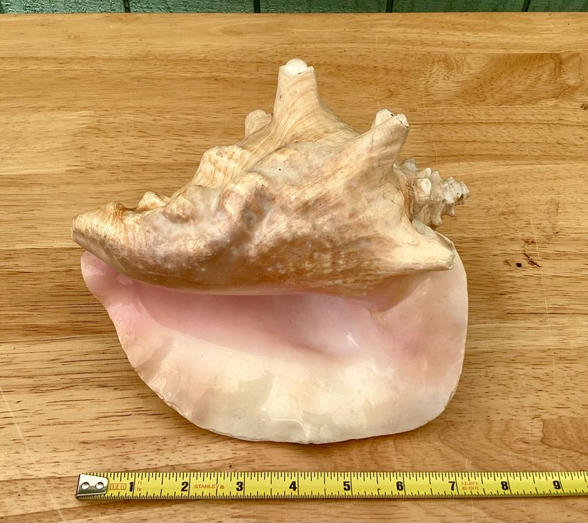 Queen Conch Shell -3
