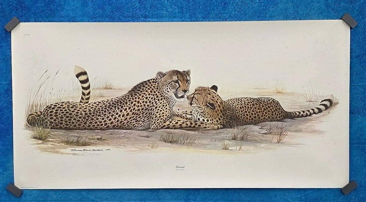  "Cheetah," by American Wildlife artist Richard Evans Younger 