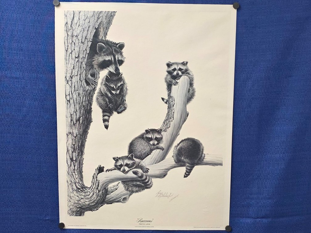 "Raccoons."  by artist Guy Coheleach