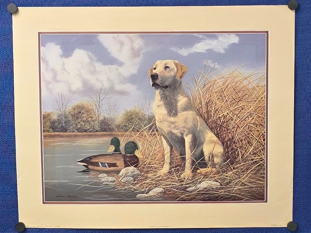 "Yellow Lab", by artist Andrew Chapman. 