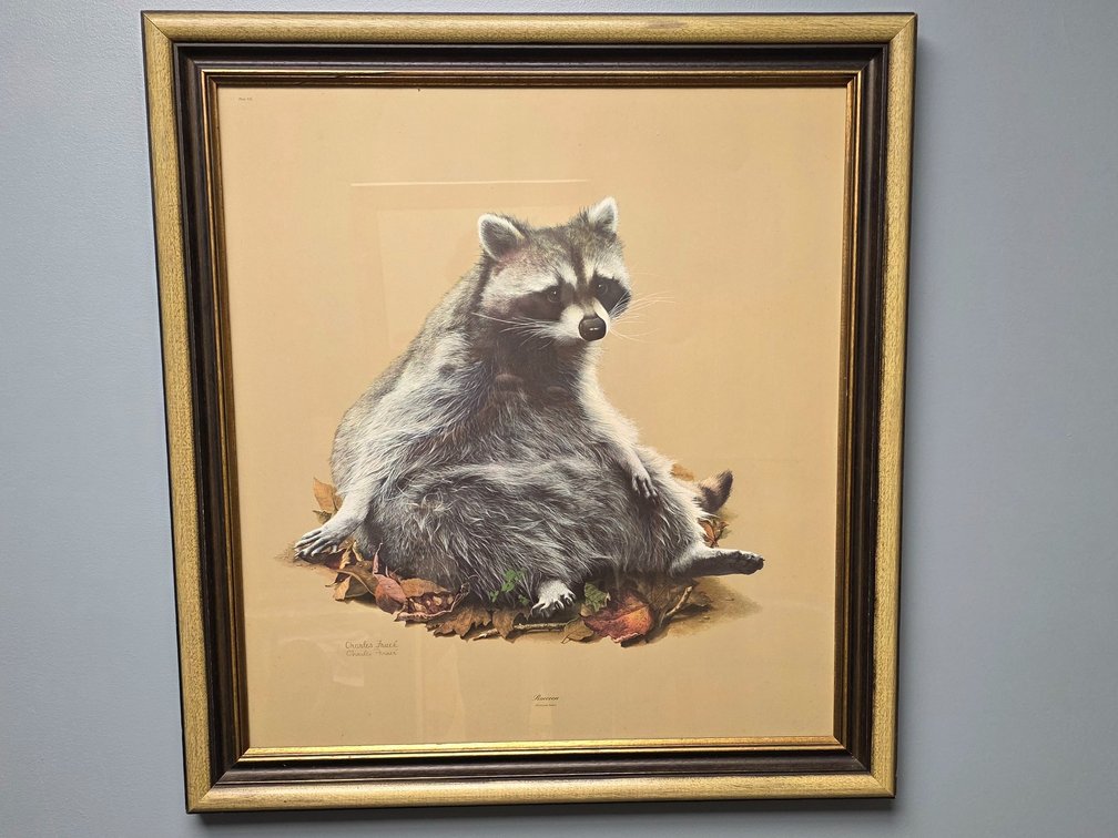 "Raccoon" by artist Charles Fracé