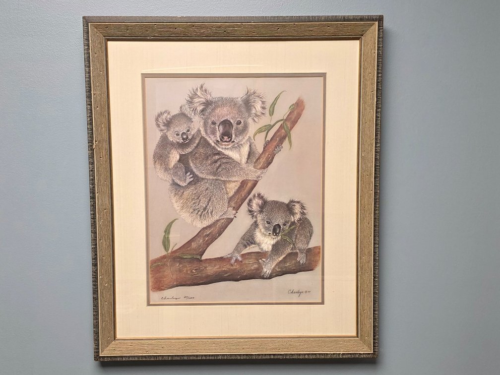  Koala Limited Edition Print by Charleyn  