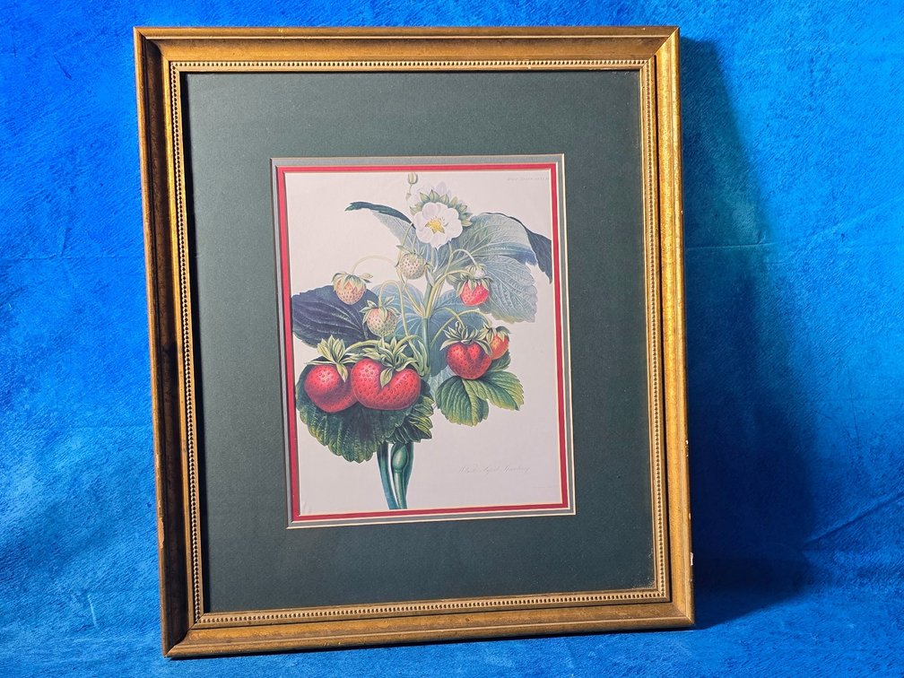 Wilmot's Superb Strawberry by artist Charles John Robertson
