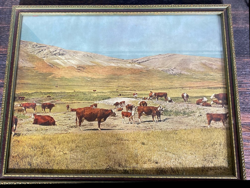 Herfords Grazing