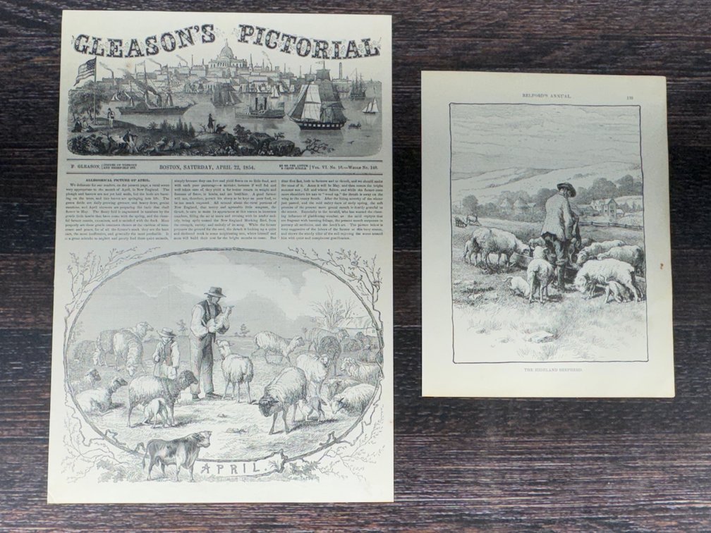 Sheep prints 