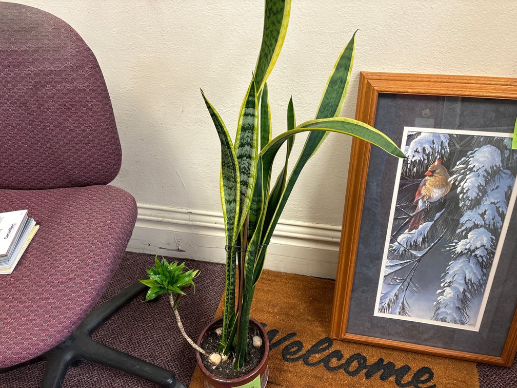 Real Plant