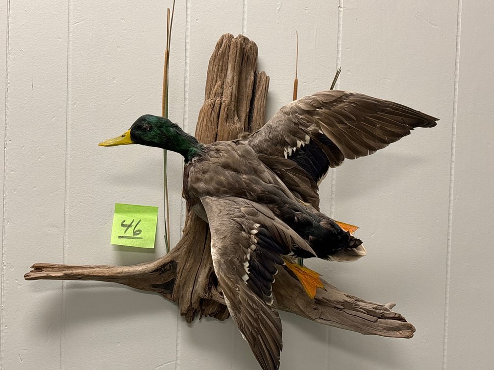 Mallard Duck Taxidermy Mount