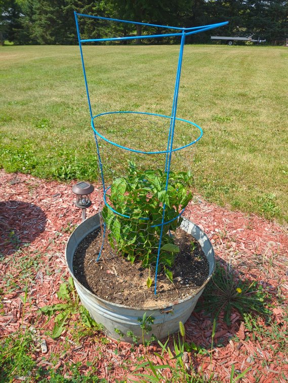 (3) 24" Galvanized Tubs with Plants