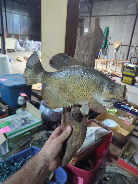 Fish Taxidermy; Backpack; Flashlight; Binoculars