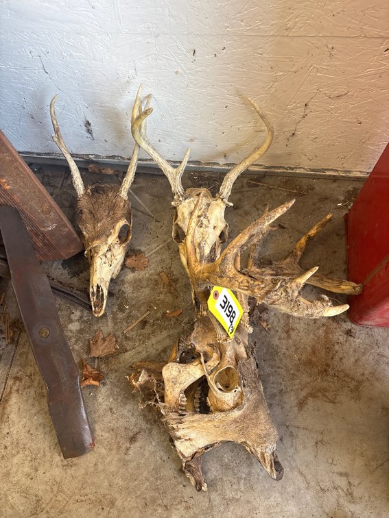 Deer skull