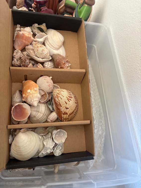 Sea shells and sand dollars