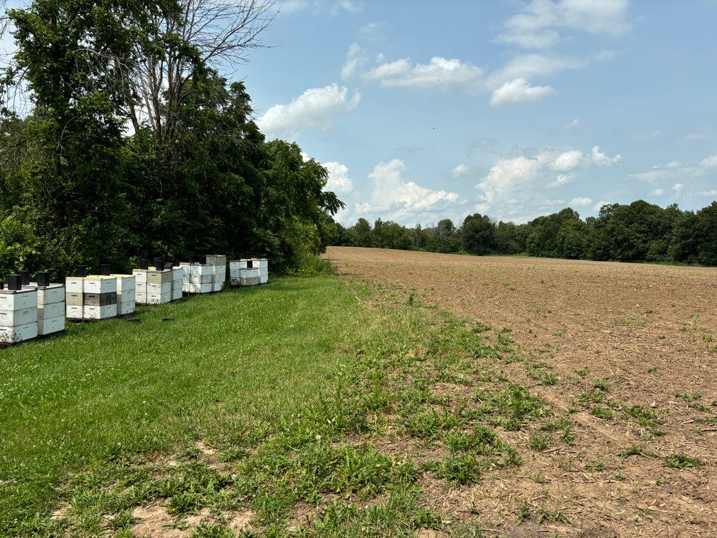 Image for 22 Acres Vacant Land, Kohlhoff Ln, Watertown For Sale by Online Bidding