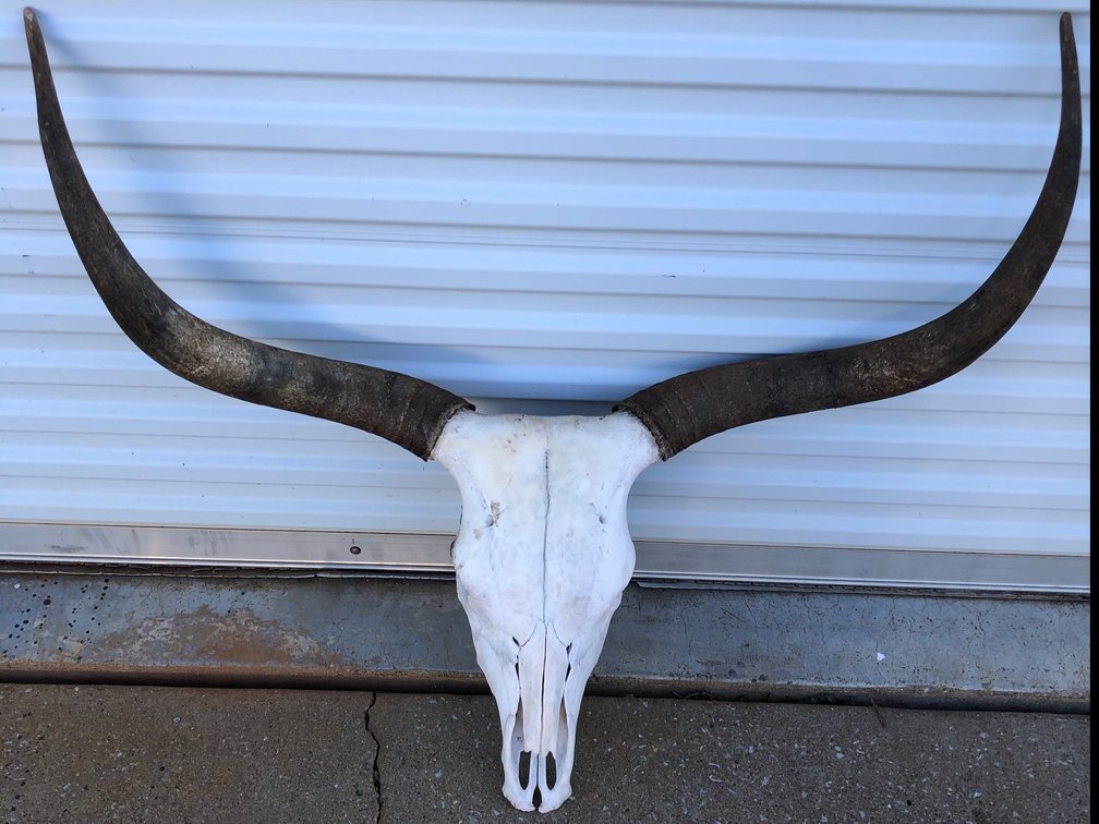 Longhorn skull