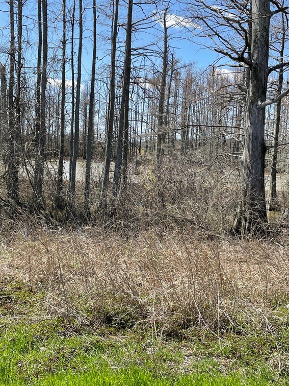 Image for Chicot County 280